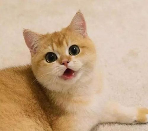 猫咪伸舌头像狗一样为什么
