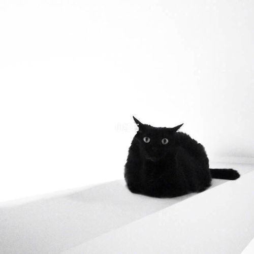 黑猫头像潮