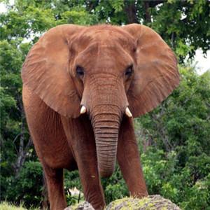 大象的头像图片微信
