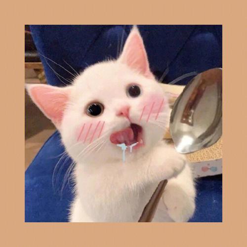 猫喝水桶头像