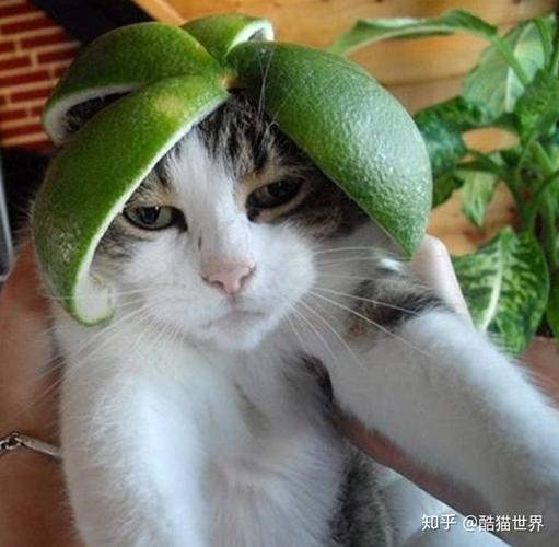 猫戴着橘子头套的头像