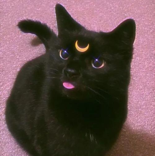 黑猫头像ins高级质感月牙