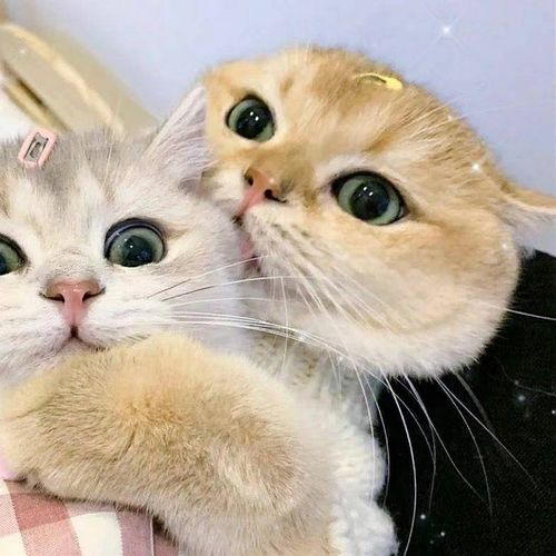 二只猫的头像猫咪