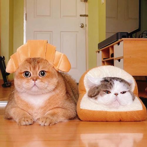 猫咪夹在面包里的头像