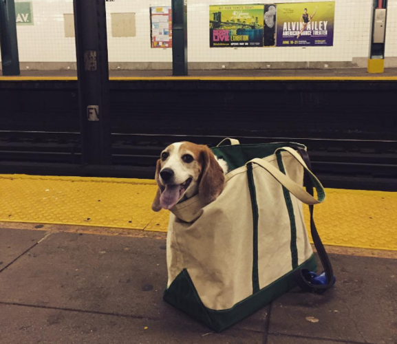 狗狗装在袋子里的头像