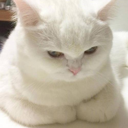 猫咪头像帅白色