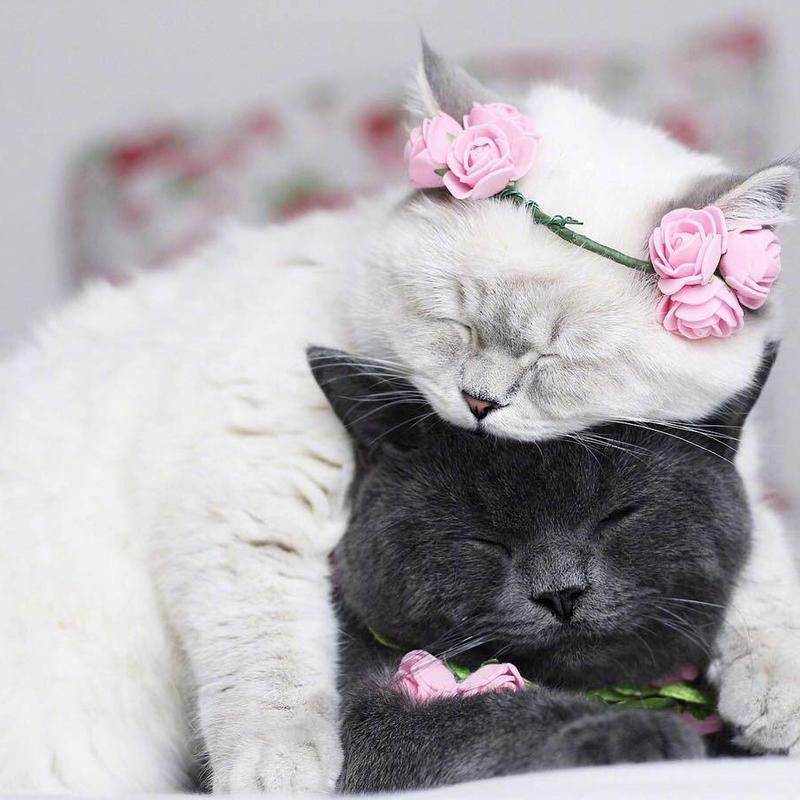 一组超可爱小猫咪情侣头像