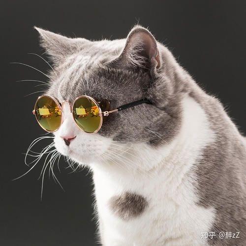 可爱戴眼镜的猫咪头像