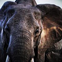 大象的微信头像图片