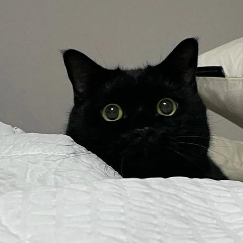黑猫图片头像可爱