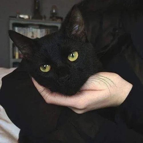 一只黑色猫和一个女孩的情侣头像