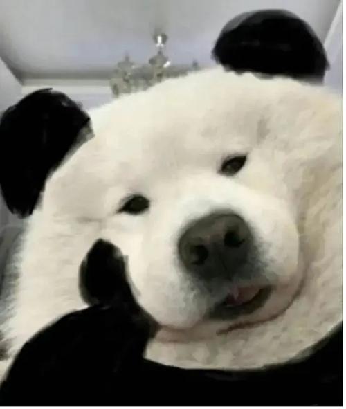 熊猫脚托脸头像