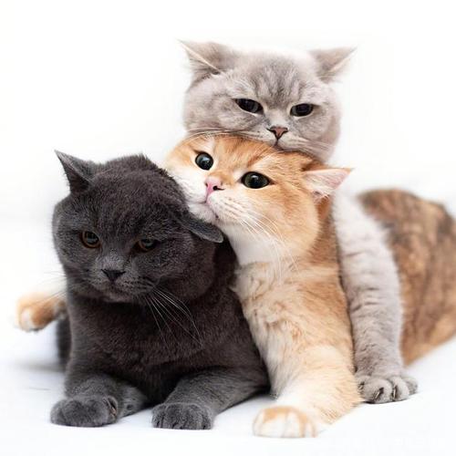 三只情侣猫的头像