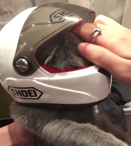 猫猫戴头盔头像