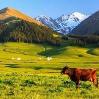 维吾尔新疆风景头像