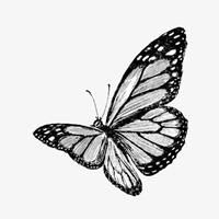 蝴蝶头像黑白色