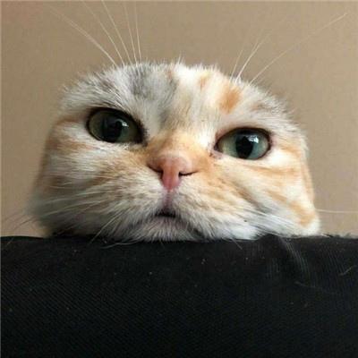 微信头像2022猫咪最新款图片