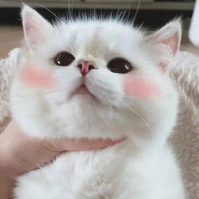 超级可爱的猫猫头像图片