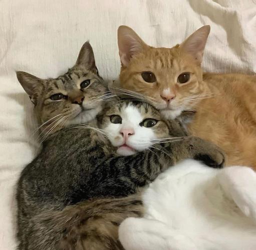三只猫咪背影头像