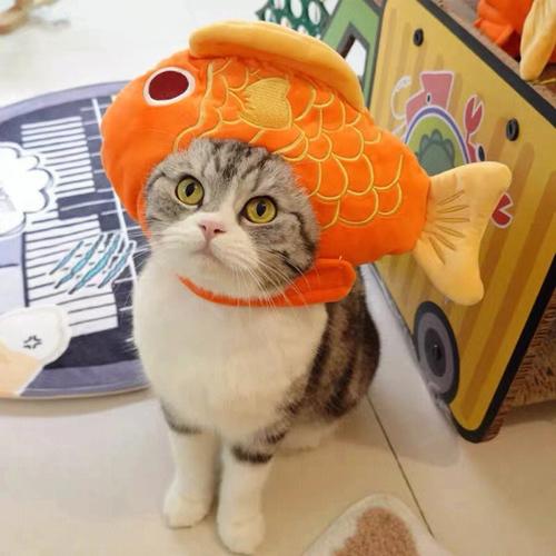 猫抱着鱼的微信头像是什么意思