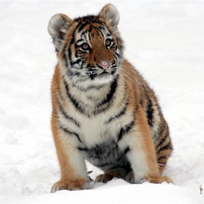 下雪老虎头像可爱