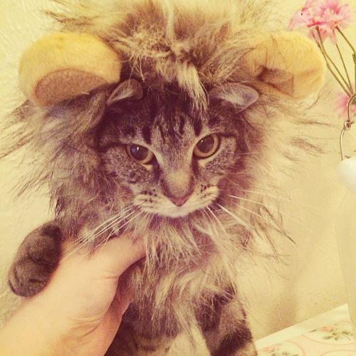猫咪狮子头头像