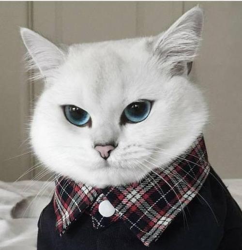 猫头像帅蓝眼睛