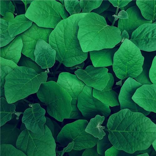 植物微信头像图片绿色