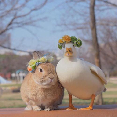 闺蜜头像兔子和鸟