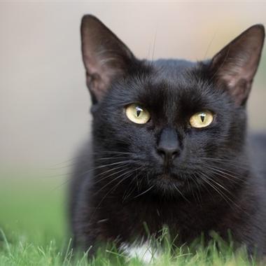 欧美黑色猫咪头像ins质感