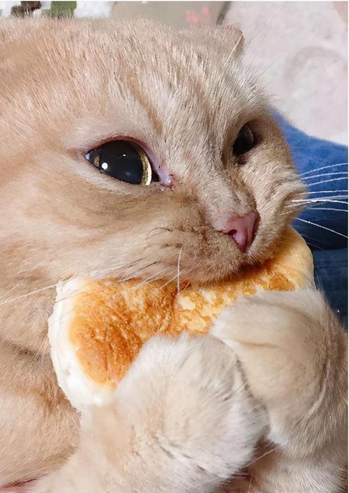 小猫两个面包夹着的头像