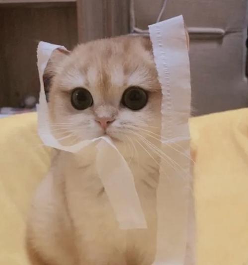 小猫套纸袋子头像