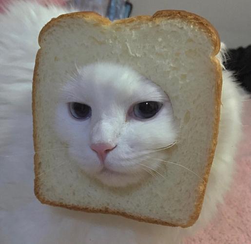 猫咪夹在面包里的头像
