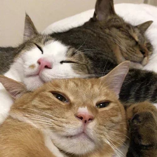 三只情侣猫的头像