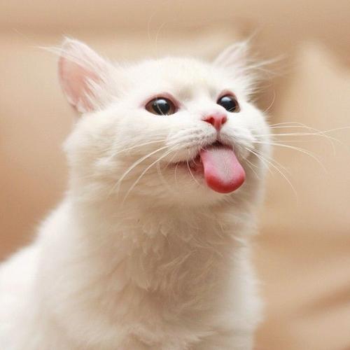 猫猫吐舌头的头像