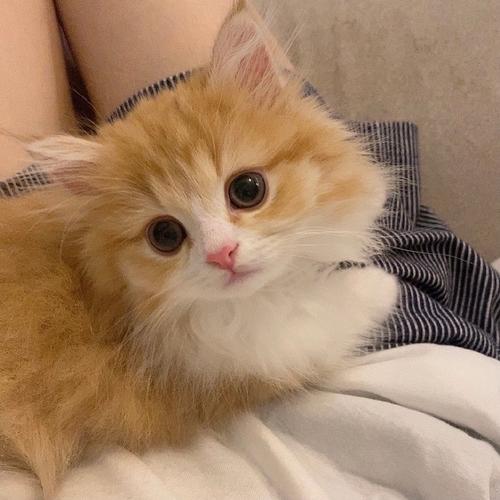 超可爱的小奶猫头像 图文