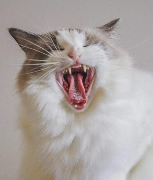猫咪老是伸舌头像舔一样是为什么
