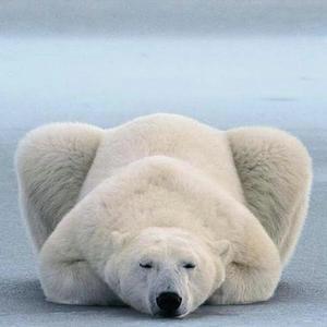 北极熊头像图集