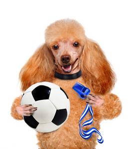 足球员与 宠物头像