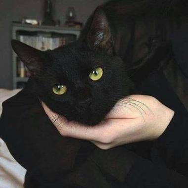 和猫咪的合照头像男黑色