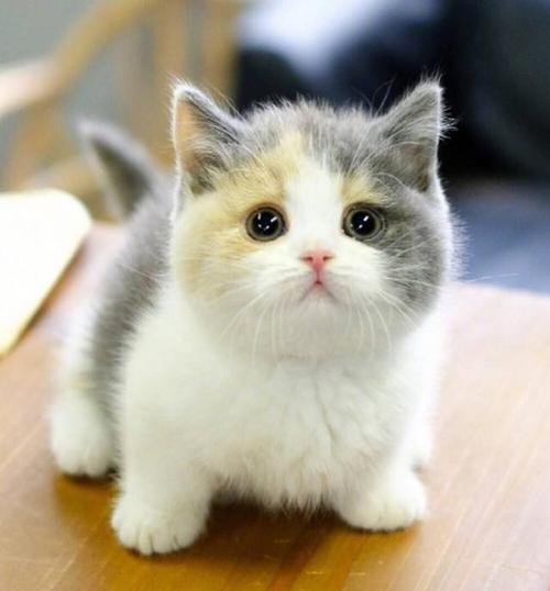 超可爱的小奶猫头像 图文
