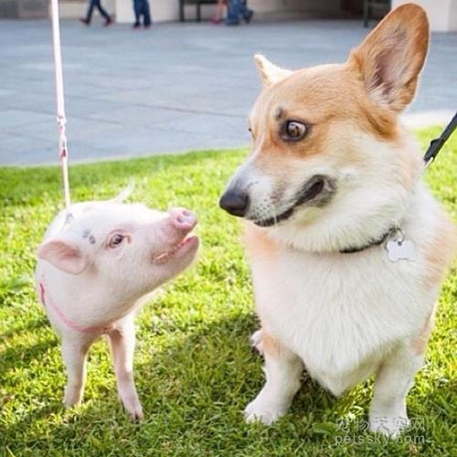 猪头和狗头的情侣头像
