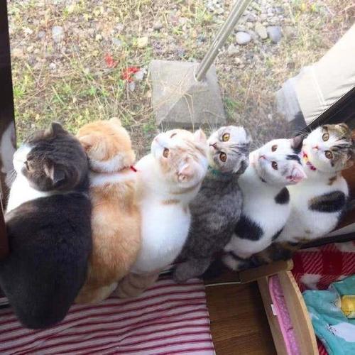 6只猫咪同框的头像