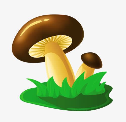 蘑菇菌的头像