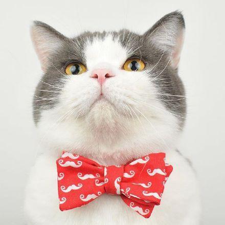 猫戴领带头像