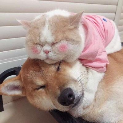 猫咪和狗一起的头像