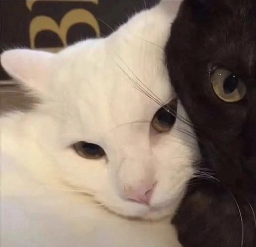 二只猫的头像猫咪可爱情侣