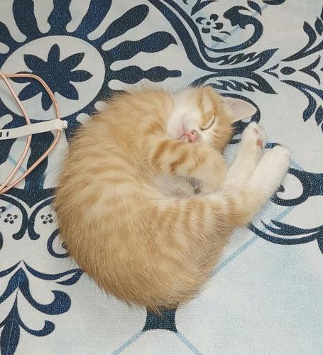 可爱头像猫猫睡觉