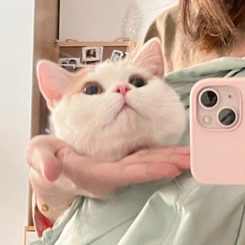 粉色猫猫头套头像图片