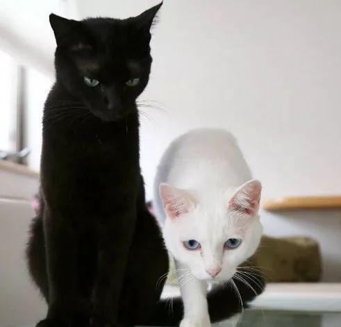情侣头像小猫黑猫和白猫
